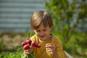 Happy Child in the backyard radish garden