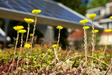 Green roof garden with blue solar panels. Sedum green roof with photovoltaic panels.