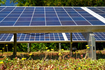 Green roof garden with blue solar panels. Sedum green roof with photovoltaic panels.