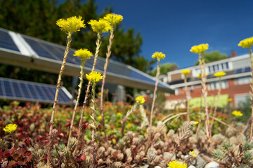 Green roof garden with blue solar panels. Sedum green roof with photovoltaic panels.