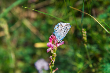 Un papillon silver-studded blue ou Plebejus argus de la famille des Lycaenidae butine une fleur rose dans une prairie des Alpes
