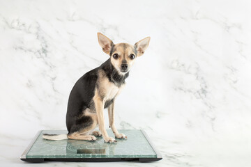 dog weight, toy terrier stands on the scales, pet diet and fitness, animal weight control