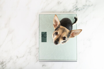 dog on the scales, a hungry pet looks at the owner, wants to eat