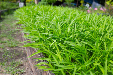 Water spinach or water convolvulus in vegetable patch