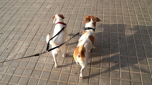 Couple of dogs Jack Russell terriers with double leash walking around the city  back view from the owner's hand perspective. One dog looking at camera. Happy pet family walking couple of pets. 