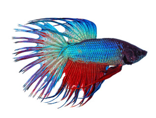 fighting fish transparent png