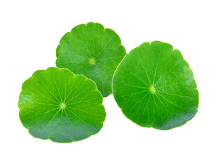 Naklejka na ściany i meble leaf of Gotu kola, Asiatic pennywort, asiatic leaf transparent png