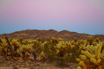 cholla cactus at sunrise in joshua tree national park california usa