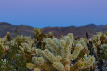Naklejka na ściany i meble cholla cactus at sunrise in joshua tree national park california usa
