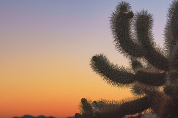 cholla cactus at sunrise in joshua tree national park california usa