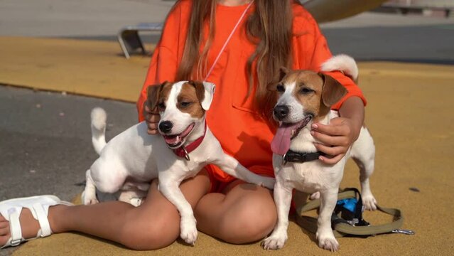 girl hugging petting two dogs Jack Russell terriers lying on her laps. Friends portrait. Bright orange color t-shirt clothes. summer walk with the pets in big city at playground park. Video footage