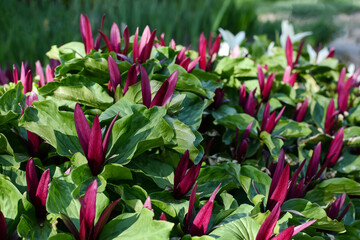 Trillium kurabayashi. bright red flowers in the botanical garden.