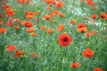 Fototapeta na wymiar Beautiful green field with red poppy flowers.