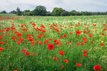 Beautiful green field with red poppy flowers.