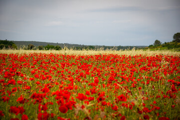 Crimson Symphony: A Field of Poppies in Southern France