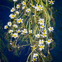 Mat of wild wahite water crowfoot flowers on water surface on the River Avon in salisbury,...