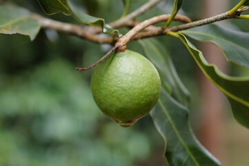 shot on my garden city
