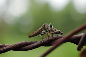 shot on my garden city
