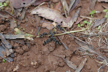 shot on my garden city
