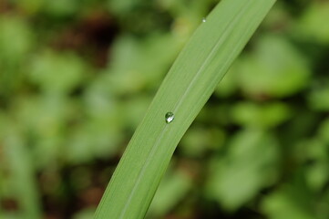 shot on my garden city
