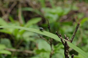 shot on my garden city
