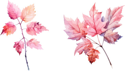 Obraz na płótnie Canvas Autumn leaf clipart, isolated vector illustration.