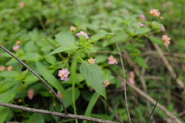 shot on my garden city
