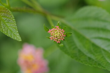 shot on my garden city
