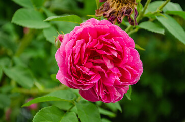Rose de Resht - Persische Duftrose