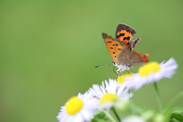 翅がボロボロになったベニシジミ
