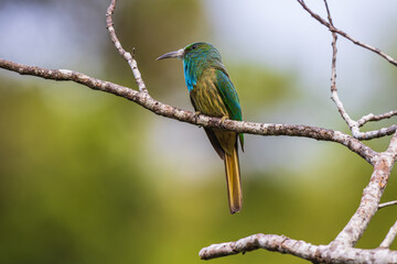 Blue-bearded Bee-eater  birds on the  tree branch.