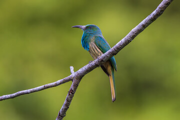 Blue-bearded Bee-eater  birds on the  tree branch.