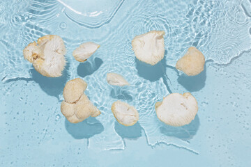 Minimal fungiculture concept. Pieces of lion's mane floating in water. Isolated pastel blue...