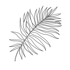 Palm leaf in line art style. Black outline.Tropical leaves. Botanical element isolated on white background. Hand drawn. Vector illustration.
