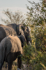African elephants are a genus comprising two living elephant species, the African bush elephant and...