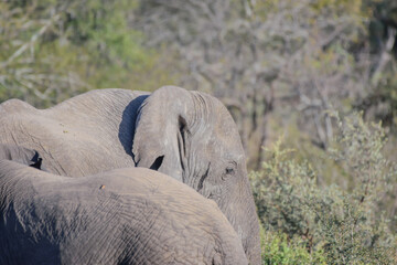 African elephants are a genus comprising two living elephant species, the African bush elephant and...
