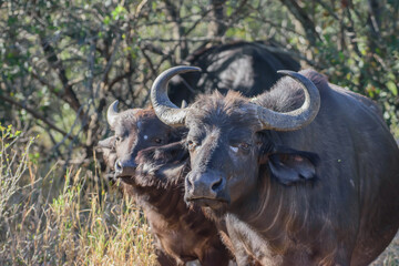 The African buffalo, Syncerus caffer, is a large sub-Saharan African bovine.