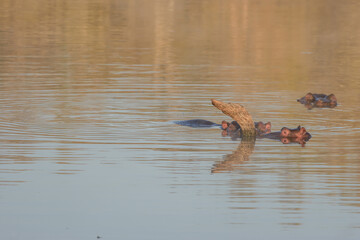 You can observe hippos in South Africa near Hoedspruit.