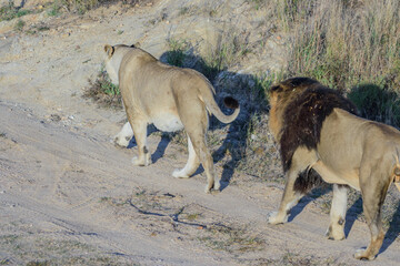 The lion, Panthera leo, is a large cat of the genus Panthera native to Africa and India.
