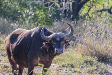 The African buffalo, Syncerus caffer, is a large sub-Saharan African bovine.