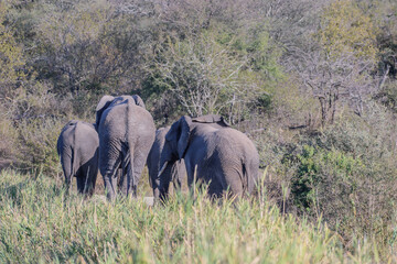 African elephants are a genus comprising two living elephant species, the African bush elephant and...