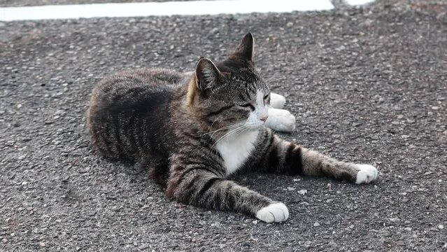 のんびり過ごしている可愛い野良の地域猫