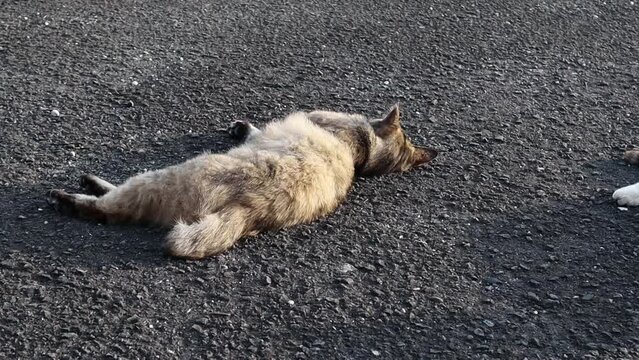 のんびり過ごしている可愛い野良の地域猫
