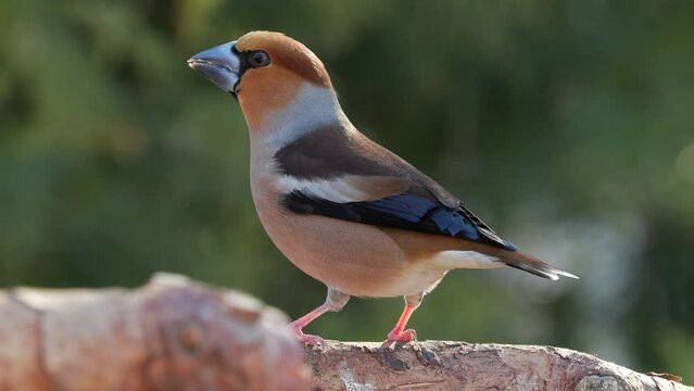 hawfinch bird perched side view turn head 4k natural world norway