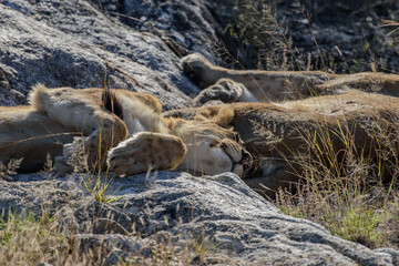 The lion, Panthera leo, is a large cat of the genus Panthera native to Africa and India.