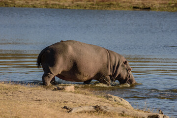You can observe hippos in South Africa near Hoedspruit.