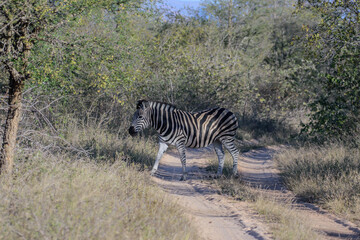 Fototapeta premium Zebras are African equines with distinctive black-and-white striped coats.