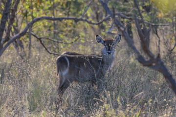 The waterbuck is a large antelope found widely in sub-Saharan Africa.