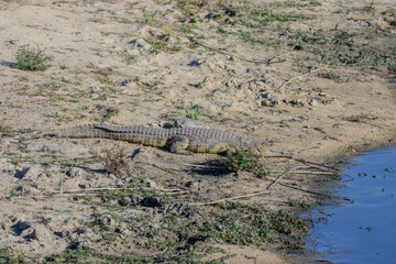Watering place, where you can observe crocodiles in South Africa.