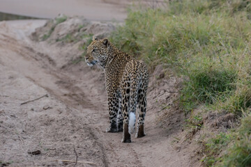 The african leopard is the most widespread leopard subspecies and is native to most of Sub-Saharan Africa.